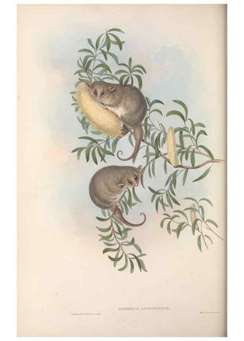 Reproducción/Reproduction 27286282405: The mammals of Australia.. London,Printed by Taylor and Francis, pub. by the author,1863.