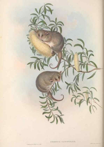 Reproducción/Reproduction 27286282405: The mammals of Australia.. London,Printed by Taylor and Francis, pub. by the author,1863.