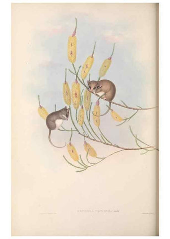 Reproducción/Reproduction 27216308981: The mammals of Australia.. London,Printed by Taylor and Francis, pub. by the author,1863.