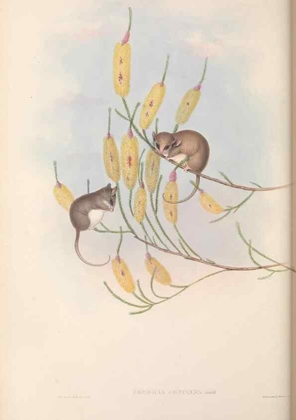 Reproducción/Reproduction 27216308981: The mammals of Australia.. London,Printed by Taylor and Francis, pub. by the author,1863.