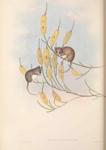 Reproducción/Reproduction 27216308981: The mammals of Australia.. London,Printed by Taylor and Francis, pub. by the author,1863.