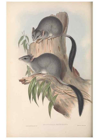 Reproducción/Reproduction 26679195274: The mammals of Australia.. London,Printed by Taylor and Francis, pub. by the author,1863.