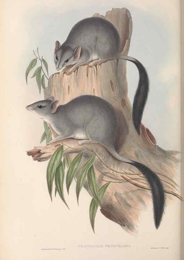 Reproducción/Reproduction 26679195274: The mammals of Australia.. London,Printed by Taylor and Francis, pub. by the author,1863.