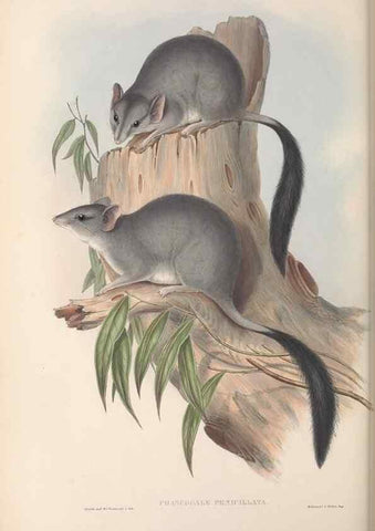 Reproducción/Reproduction 26679195274: The mammals of Australia.. London,Printed by Taylor and Francis, pub. by the author,1863.