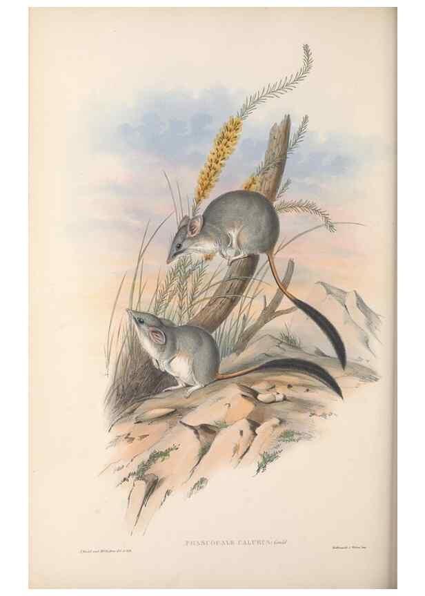 Reproducción/Reproduction 27252872466: The mammals of Australia.. London,Printed by Taylor and Francis, pub. by the author,1863.