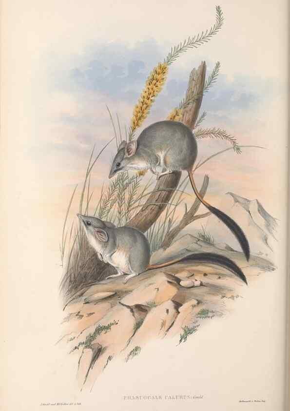 Reproducción/Reproduction 27252872466: The mammals of Australia.. London,Printed by Taylor and Francis, pub. by the author,1863.