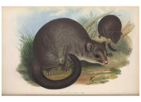 Reproducción/Reproduction 26680180173: The mammals of Australia.. London,Printed by Taylor and Francis, pub. by the author,1863.