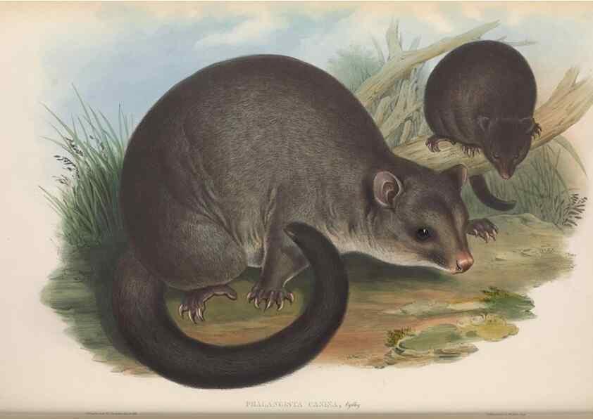 Reproducción/Reproduction 26680180173: The mammals of Australia.. London,Printed by Taylor and Francis, pub. by the author,1863.