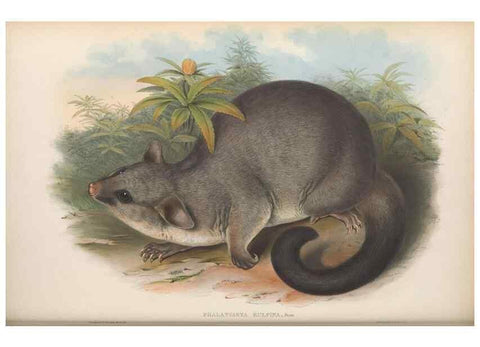 Reproducción/Reproduction 26679138504: The mammals of Australia.. London,Printed by Taylor and Francis, pub. by the author,1863.