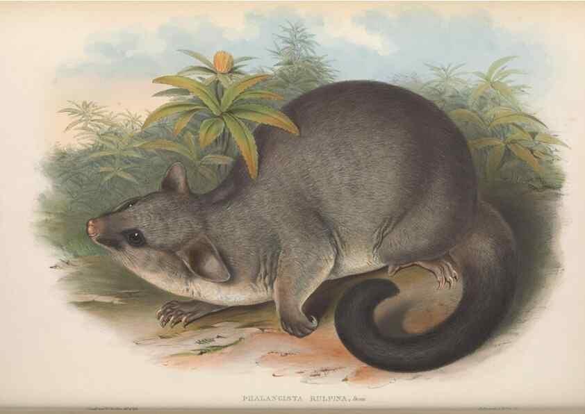Reproducción/Reproduction 26679138504: The mammals of Australia.. London,Printed by Taylor and Francis, pub. by the author,1863.