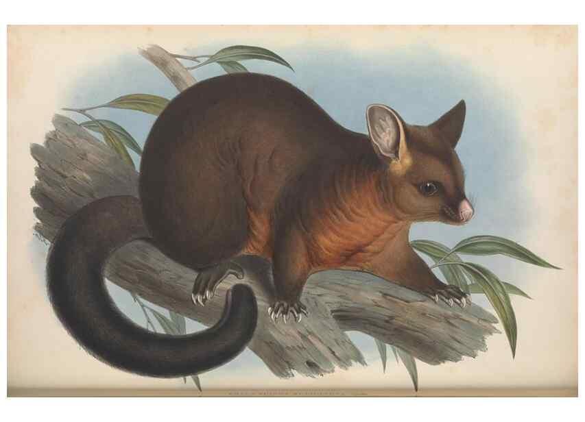 Reproducción/Reproduction 26679133254: The mammals of Australia.. London,Printed by Taylor and Francis, pub. by the author,1863.