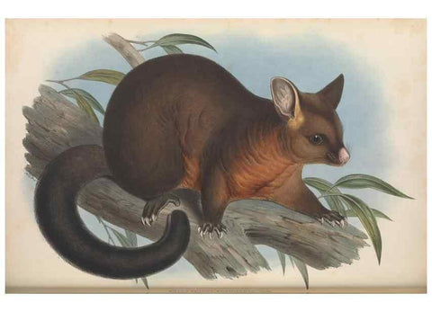 Reproducción/Reproduction 26679133254: The mammals of Australia.. London,Printed by Taylor and Francis, pub. by the author,1863.