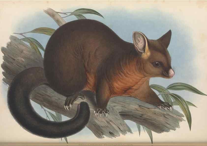 Reproducción/Reproduction 26679133254: The mammals of Australia.. London,Printed by Taylor and Francis, pub. by the author,1863.