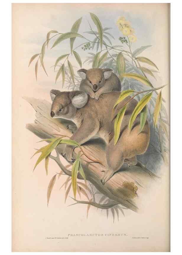 Reproducción/Reproduction 27010897990: The mammals of Australia.. London,Printed by Taylor and Francis, pub. by the author,1863.