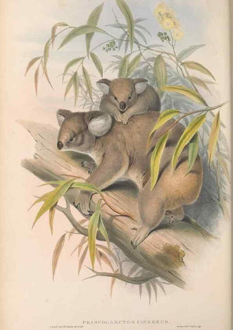 Reproducción/Reproduction 27010897990: The mammals of Australia.. London,Printed by Taylor and Francis, pub. by the author,1863.