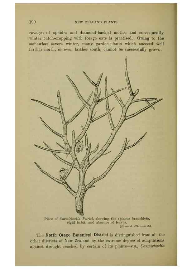 Reproducción/Reproduction 26596177653: New Zealand plants and their story.. Wellington, N.Z.,M.F. Marks, Govt. Printer,1919.