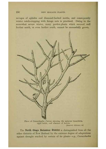 Reproducción/Reproduction 26596177653: New Zealand plants and their story.. Wellington, N.Z.,M.F. Marks, Govt. Printer,1919.