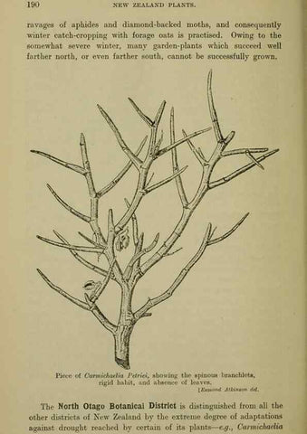 Reproducción/Reproduction 26596177653: New Zealand plants and their story.. Wellington, N.Z.,M.F. Marks, Govt. Printer,1919.