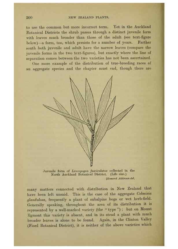 Reproducción/Reproduction 26596182793: New Zealand plants and their story.. Wellington, N.Z.,M.F. Marks, Govt. Printer,1919.