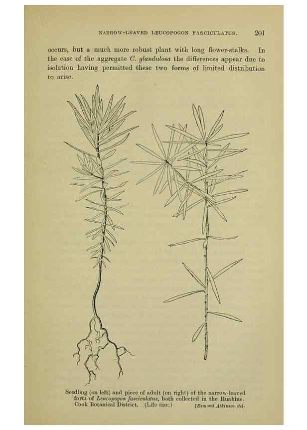 Reproducción/Reproduction 26596187843: New Zealand plants and their story.. Wellington, N.Z.,M.F. Marks, Govt. Printer,1919.
