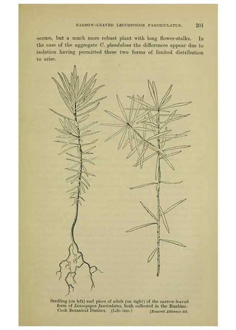 Reproducción/Reproduction 26596187843: New Zealand plants and their story.. Wellington, N.Z.,M.F. Marks, Govt. Printer,1919.