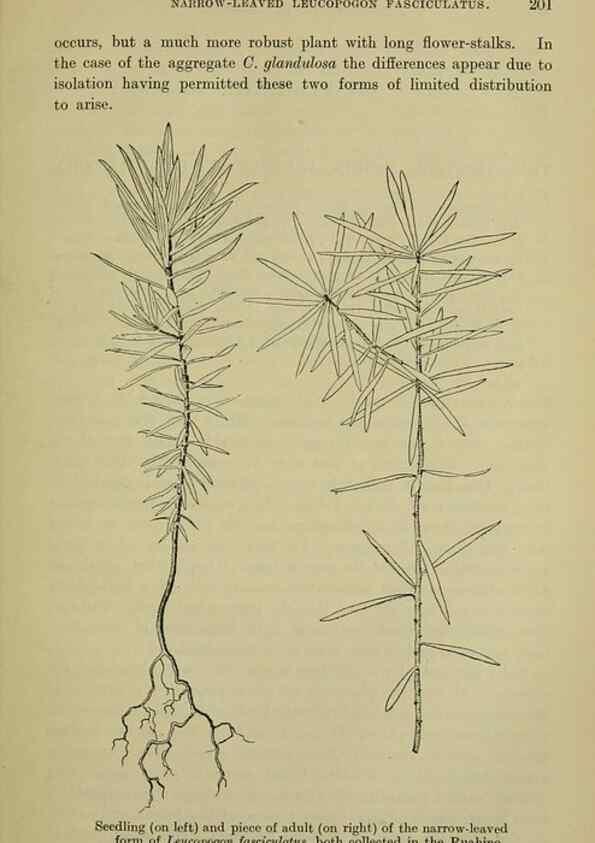 Reproducción/Reproduction 26596187843: New Zealand plants and their story.. Wellington, N.Z.,M.F. Marks, Govt. Printer,1919.