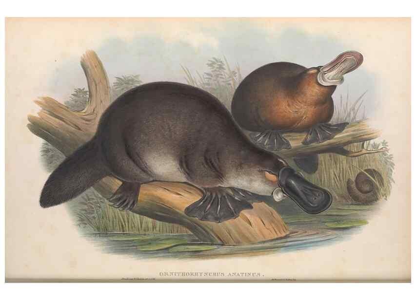 Reproducción/Reproduction 27252719046: The mammals of Australia.. London,Printed by Taylor and Francis, pub. by the author,1863.