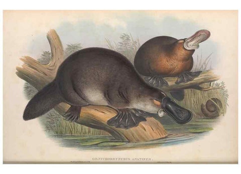 Reproducción/Reproduction 27252719046: The mammals of Australia.. London,Printed by Taylor and Francis, pub. by the author,1863.