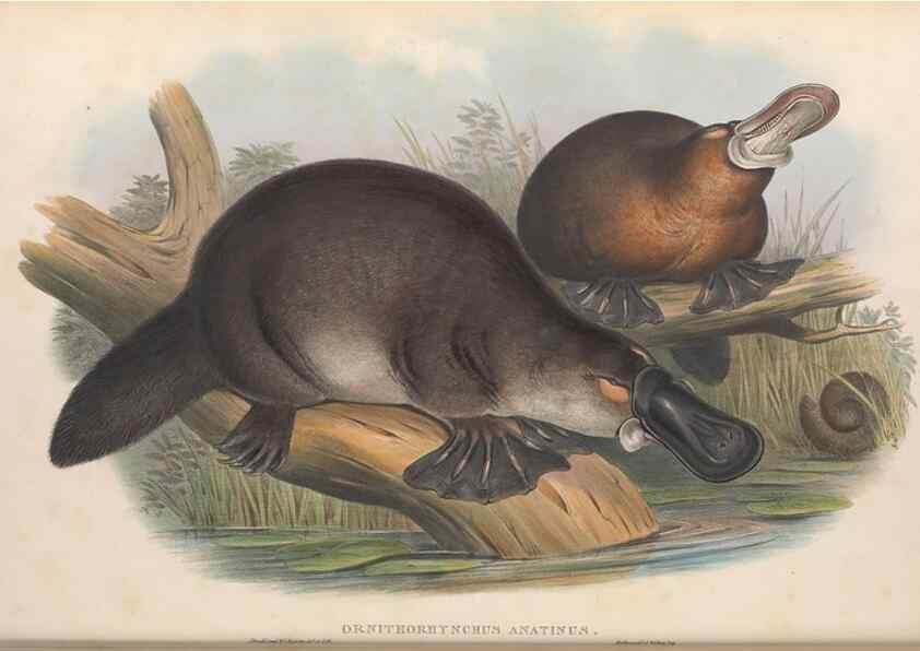 Reproducción/Reproduction 27252719046: The mammals of Australia.. London,Printed by Taylor and Francis, pub. by the author,1863.
