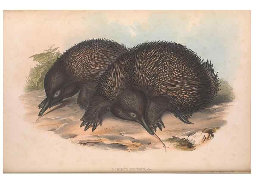 Reproducción/Reproduction 27286180065: The mammals of Australia.. London,Printed by Taylor and Francis, pub. by the author,1863.