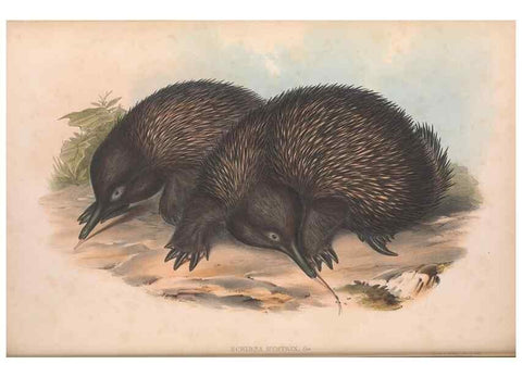 Reproducción/Reproduction 27286180065: The mammals of Australia.. London,Printed by Taylor and Francis, pub. by the author,1863.