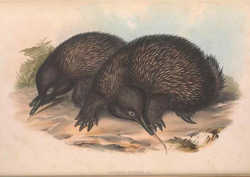 Reproducción/Reproduction 27286180065: The mammals of Australia.. London,Printed by Taylor and Francis, pub. by the author,1863.
