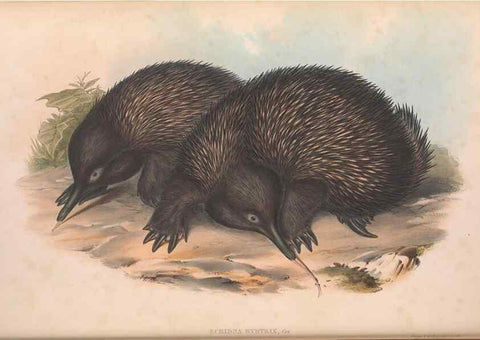 Reproducción/Reproduction 27286180065: The mammals of Australia.. London,Printed by Taylor and Francis, pub. by the author,1863.