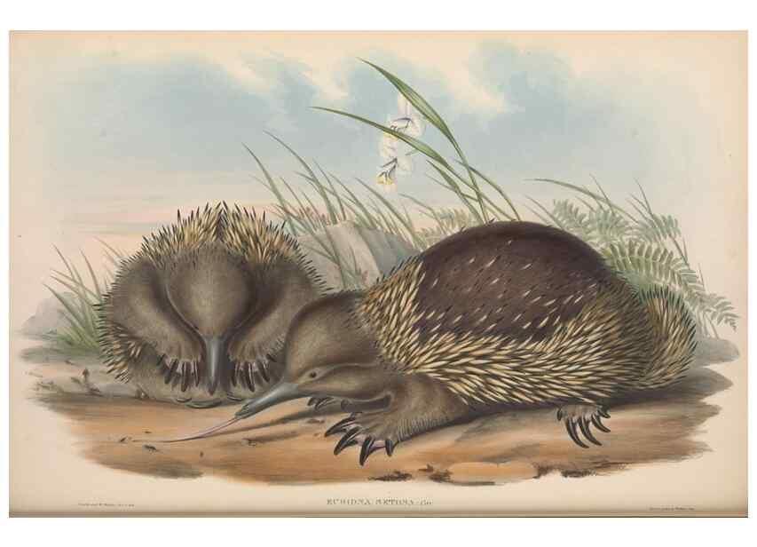 Reproducción/Reproduction 26679075804: The mammals of Australia.. London,Printed by Taylor and Francis, pub. by the author,1863.