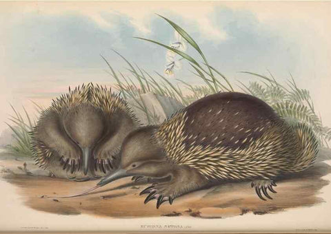 Reproducción/Reproduction 26679075804: The mammals of Australia.. London,Printed by Taylor and Francis, pub. by the author,1863.
