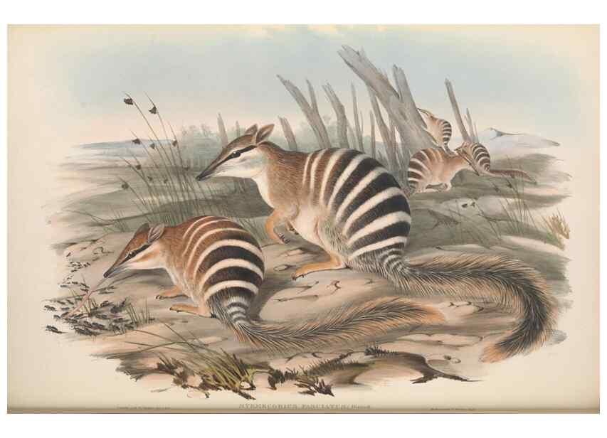 Reproducción/Reproduction 27286190085: The mammals of Australia.. London,Printed by Taylor and Francis, pub. by the author,1863.