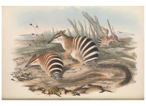 Reproducción/Reproduction 27286190085: The mammals of Australia.. London,Printed by Taylor and Francis, pub. by the author,1863.