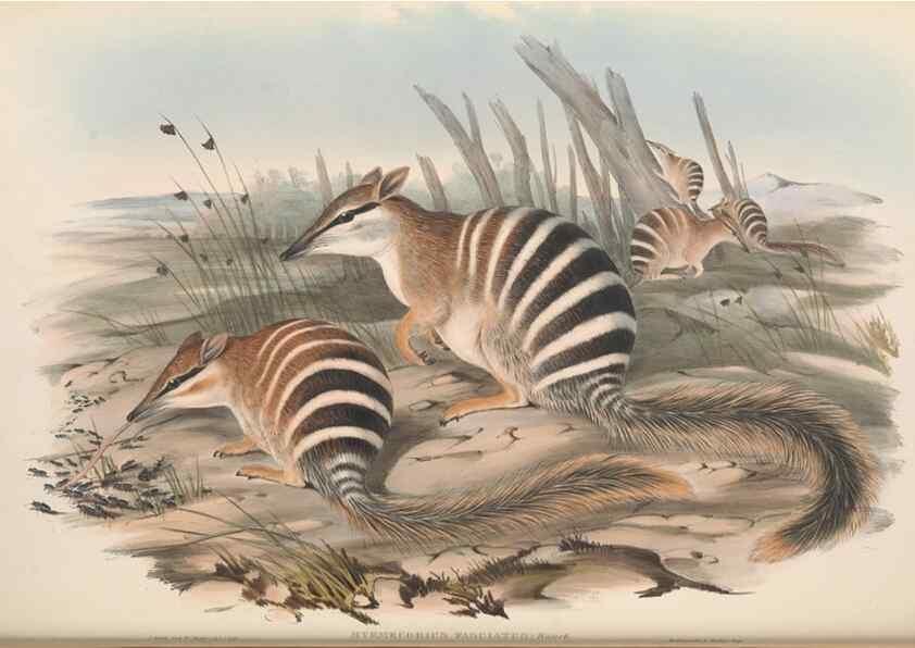 Reproducción/Reproduction 27286190085: The mammals of Australia.. London,Printed by Taylor and Francis, pub. by the author,1863.