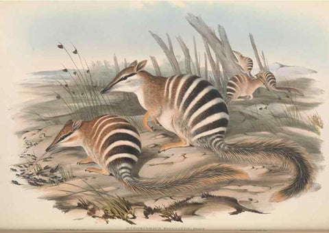 Reproducción/Reproduction 27286190085: The mammals of Australia.. London,Printed by Taylor and Francis, pub. by the author,1863.