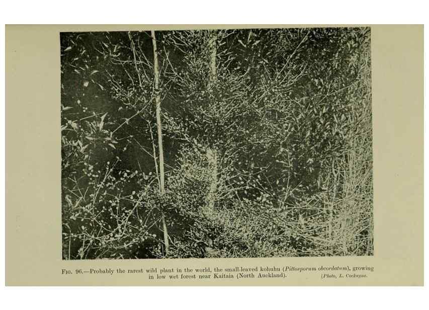 Reproducción/Reproduction 27132167161: New Zealand plants and their story.. Wellington, N.Z.,M.F. Marks, Govt. Printer,1919.