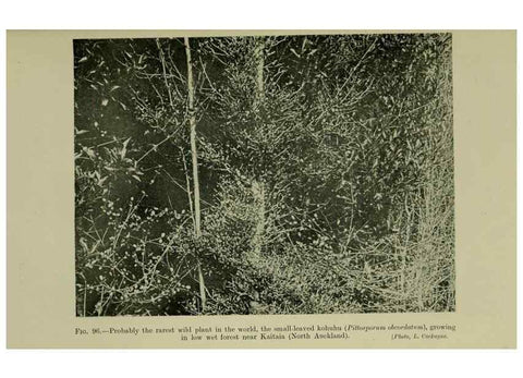 Reproducción/Reproduction 27132167161: New Zealand plants and their story.. Wellington, N.Z.,M.F. Marks, Govt. Printer,1919.