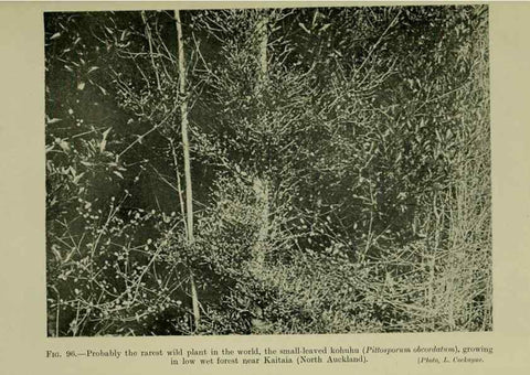 Reproducción/Reproduction 27132167161: New Zealand plants and their story.. Wellington, N.Z.,M.F. Marks, Govt. Printer,1919.