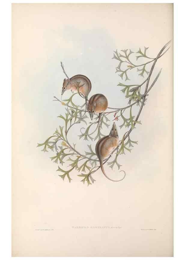 Reproducción/Reproduction 27252742276: The mammals of Australia.. London,Printed by Taylor and Francis, pub. by the author,1863.