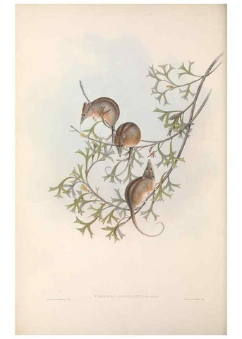 Reproducción/Reproduction 27252742276: The mammals of Australia.. London,Printed by Taylor and Francis, pub. by the author,1863.
