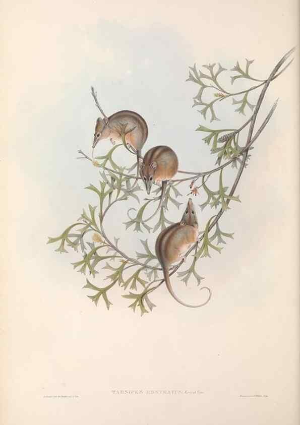 Reproducción/Reproduction 27252742276: The mammals of Australia.. London,Printed by Taylor and Francis, pub. by the author,1863.