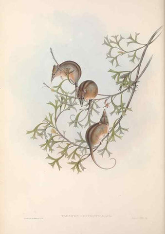 Reproducción/Reproduction 27252742276: The mammals of Australia.. London,Printed by Taylor and Francis, pub. by the author,1863.