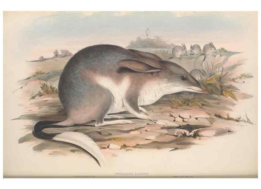 Reproducción/Reproduction 27286205675: The mammals of Australia.. London,Printed by Taylor and Francis, pub. by the author,1863.