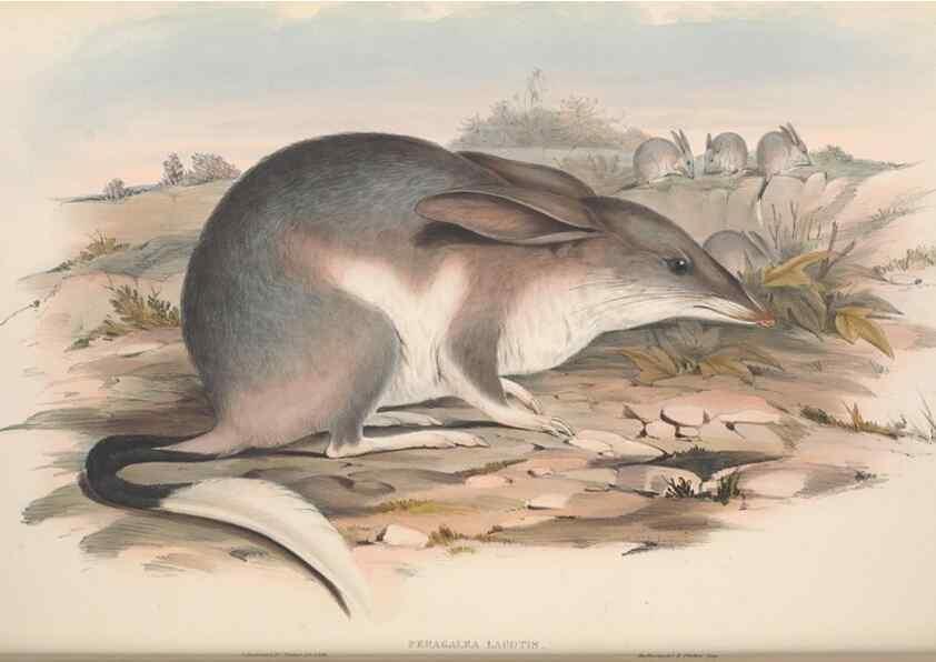 Reproducción/Reproduction 27286205675: The mammals of Australia.. London,Printed by Taylor and Francis, pub. by the author,1863.