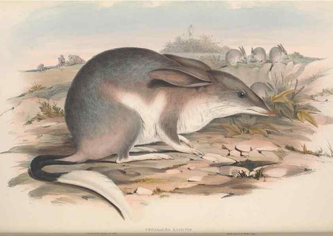 Reproducción/Reproduction 27286205675: The mammals of Australia.. London,Printed by Taylor and Francis, pub. by the author,1863.