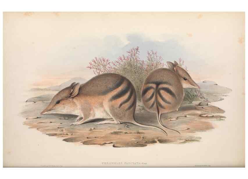 Reproducción/Reproduction 27216190061: The mammals of Australia.. London,Printed by Taylor and Francis, pub. by the author,1863.